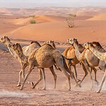 Wildlife in the Arabian