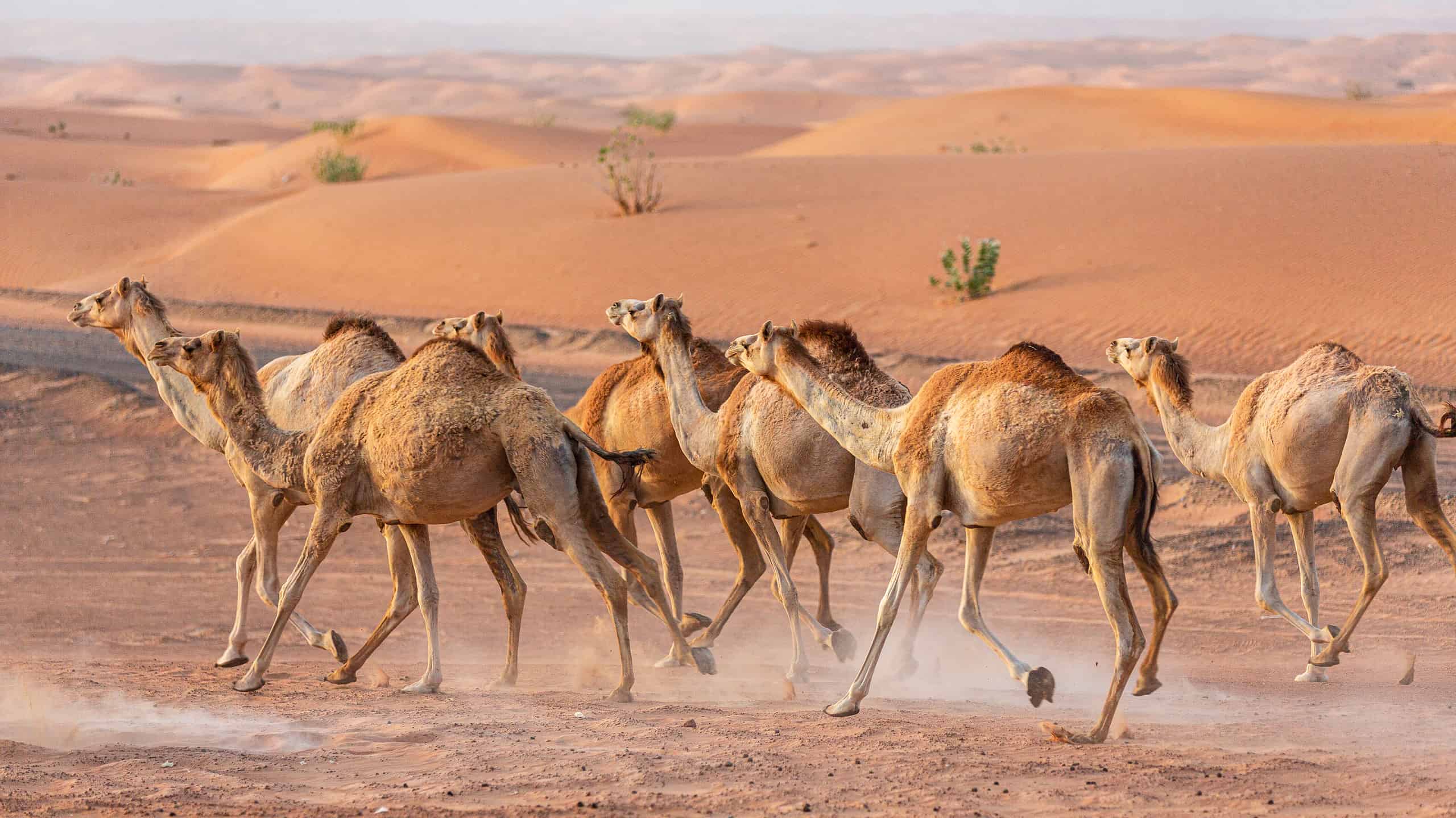 Wildlife in the Arabian