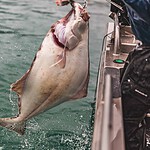Fish in the Area