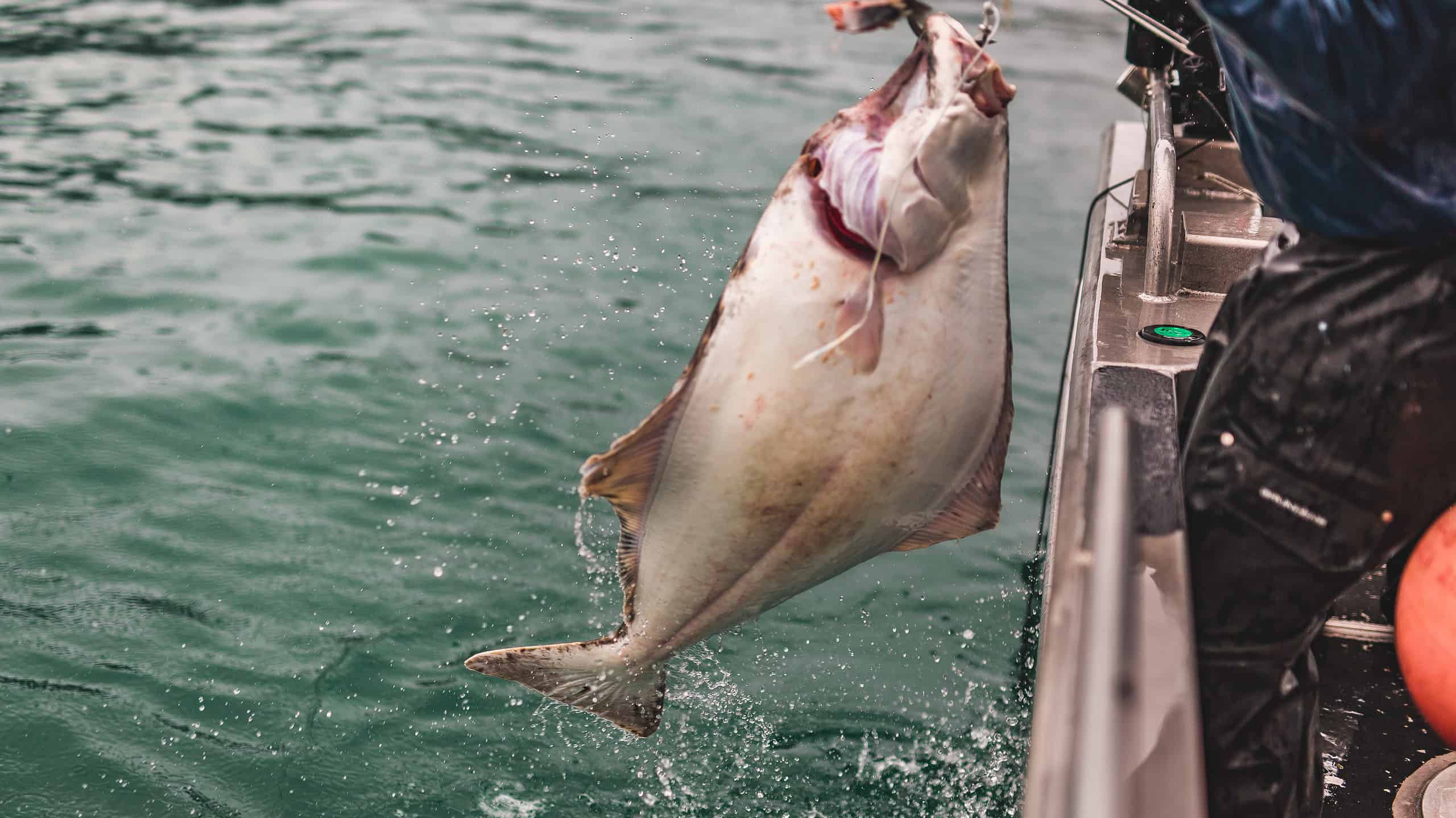 Fish in the Area