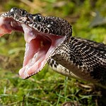 Rattlesnake Bites