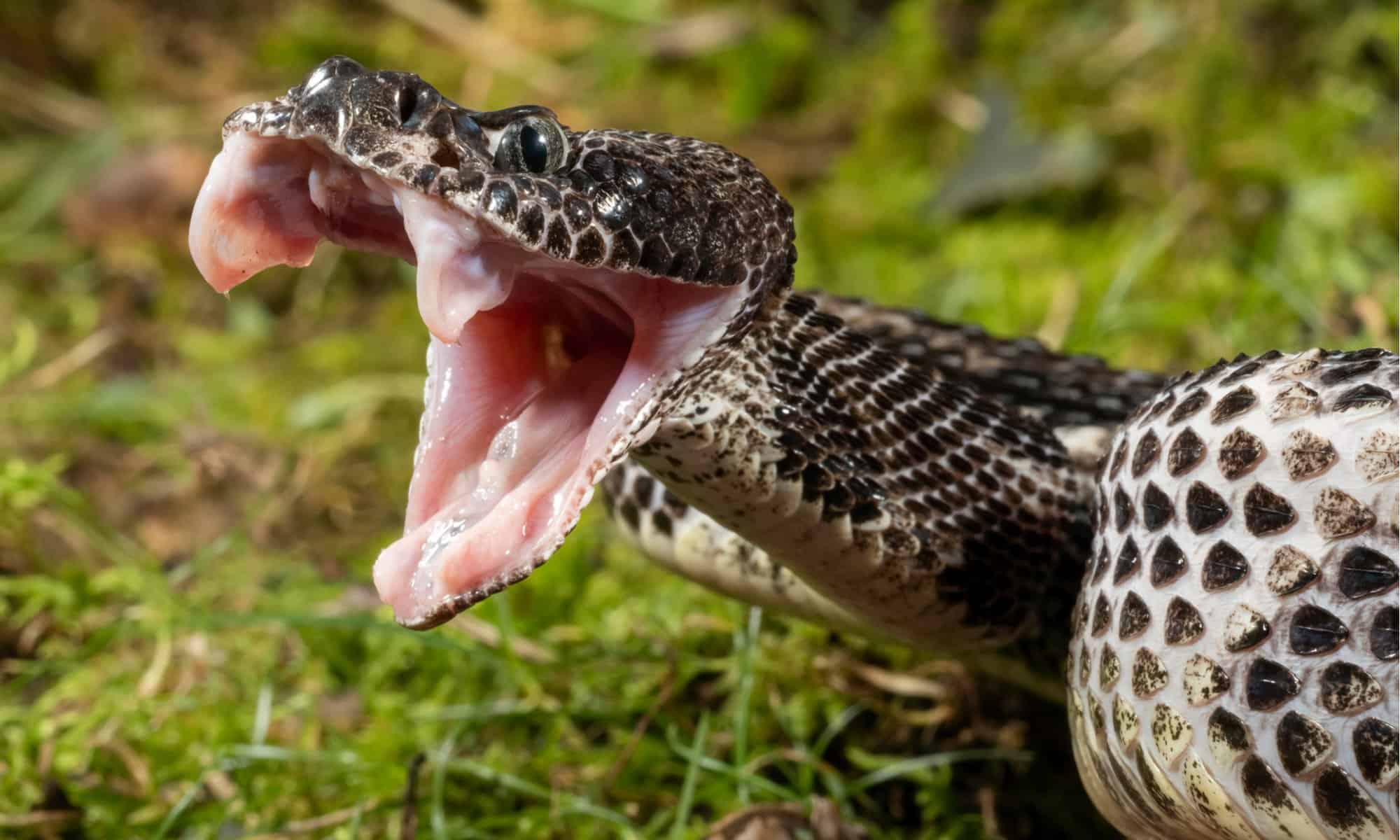 Rattlesnake Bites