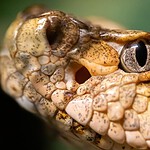 The US States That Have No Rattlesnakes
