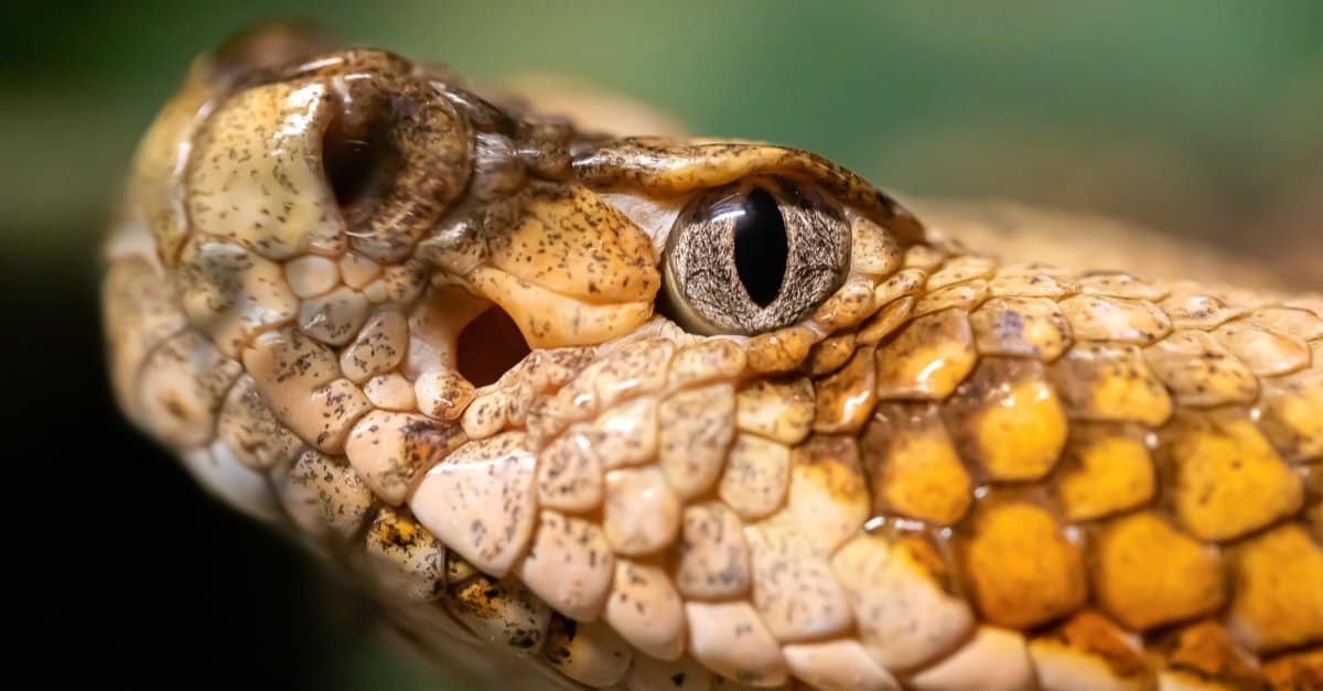 The US States That Have No Rattlesnakes