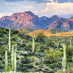 1. The Sonoran Desert