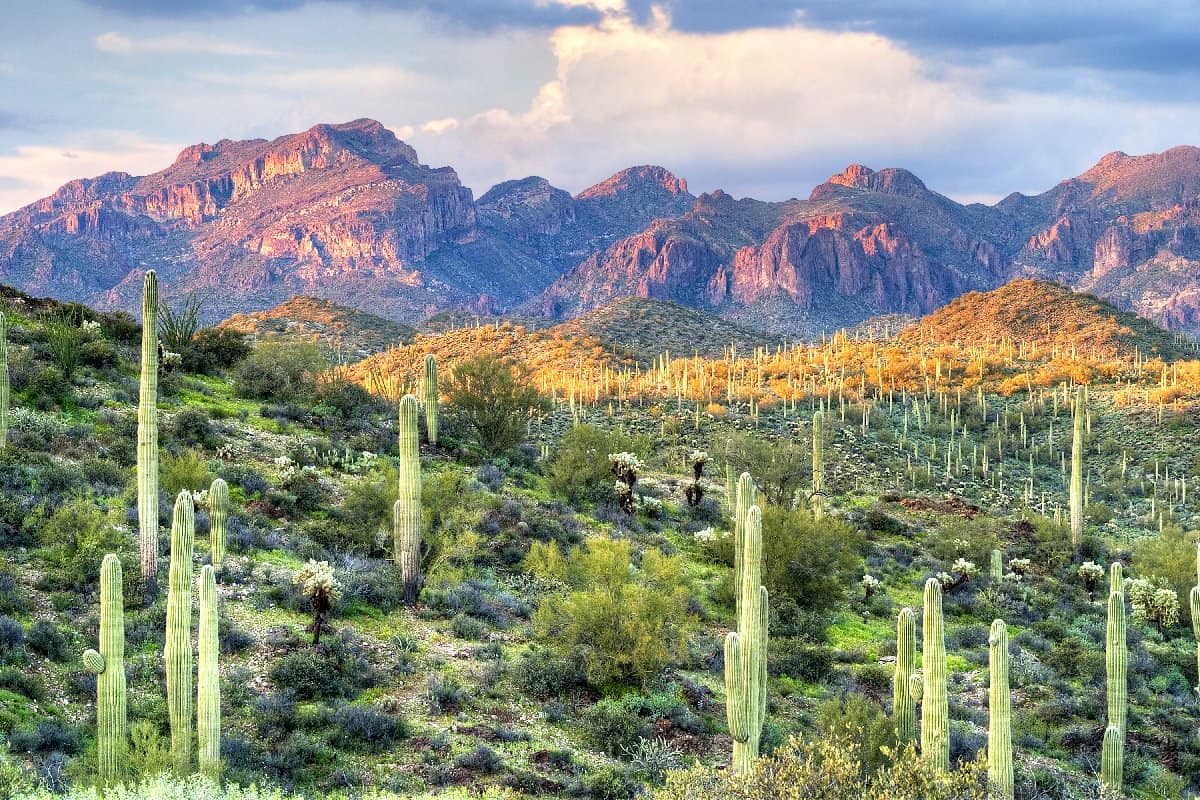 1. The Sonoran Desert