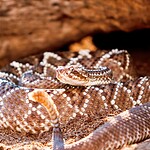 Where Do Rattlesnakes Normally Live?