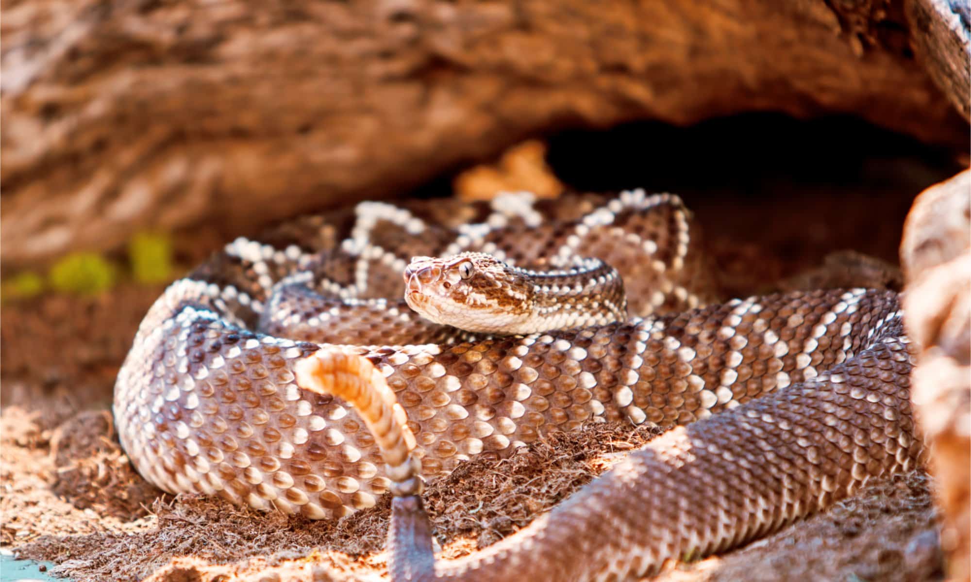 Where Do Rattlesnakes Normally Live?