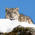 Mammals Near the Usoi Dam: Snow Leopards