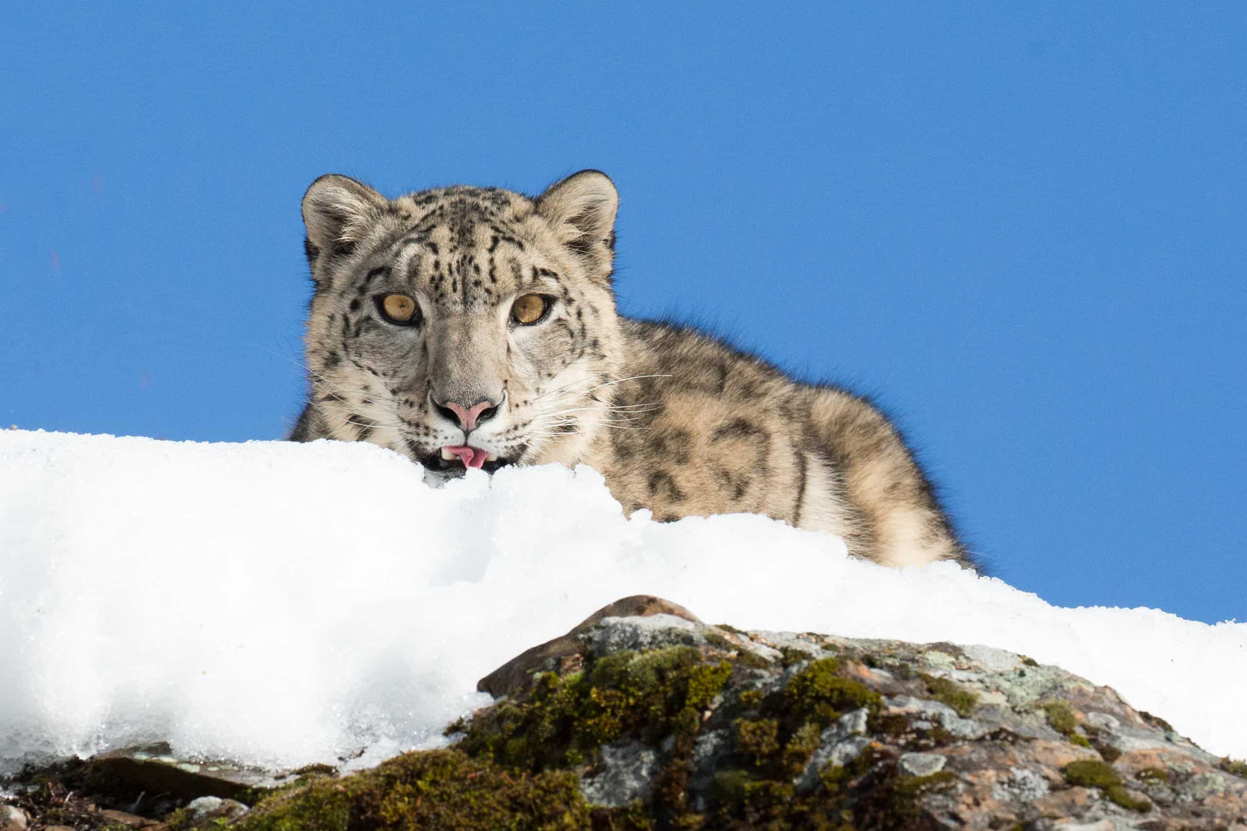 Mammals Near the Usoi Dam: Snow Leopards