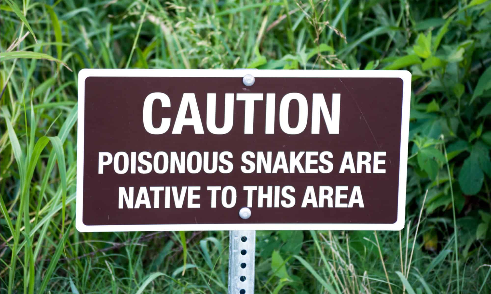 Avoiding Rattlesnake Bites