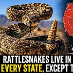 Rattlesnakes Are Found Across the U.S., Except in These 4 States