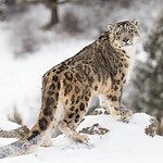 Snow Leopard Facts