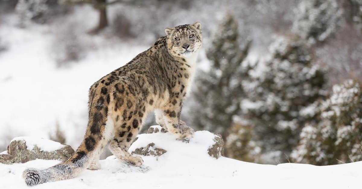 Snow Leopard Facts
