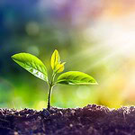 What Do Plants Breathe In?