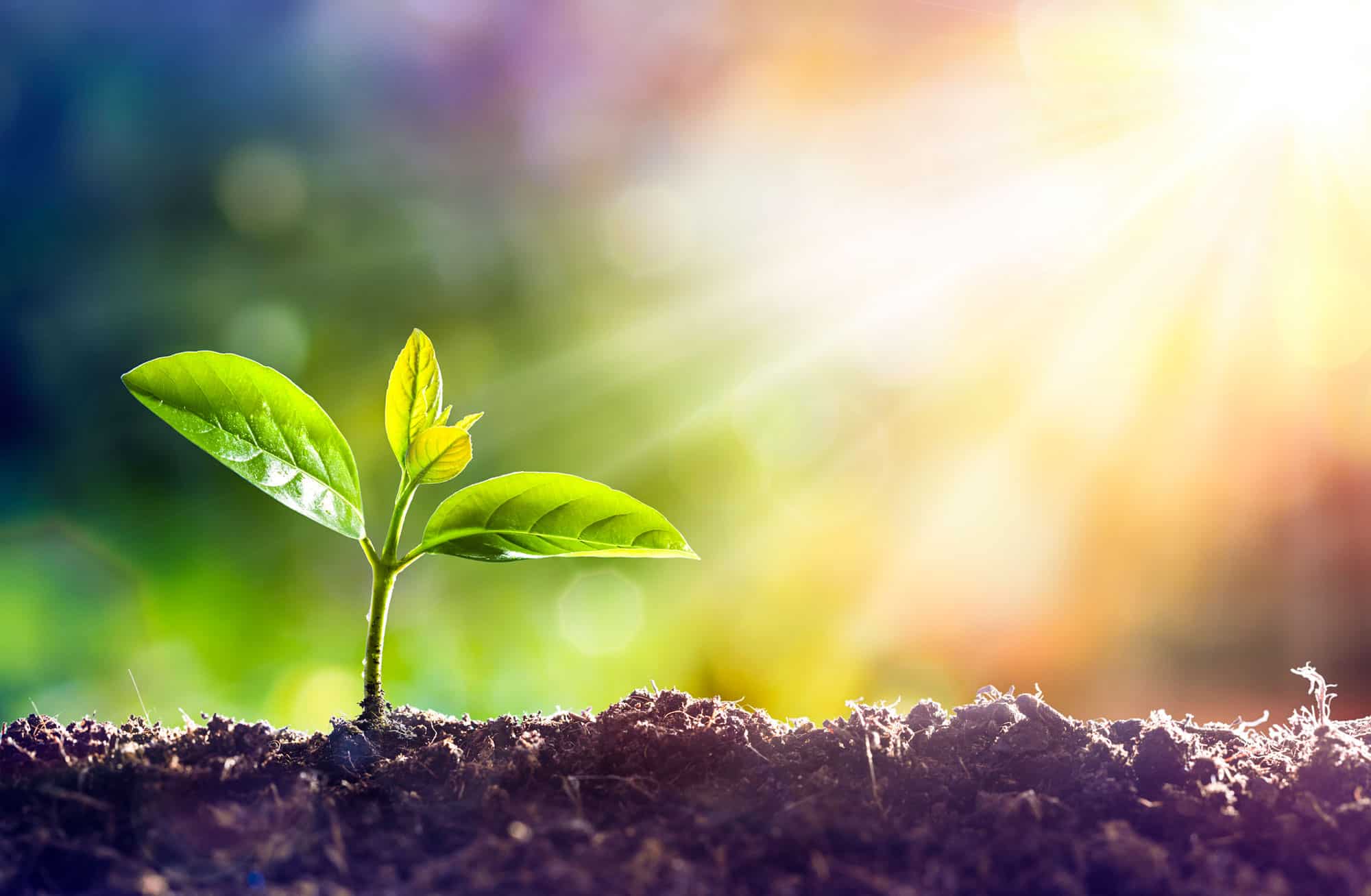 What Do Plants Breathe In?