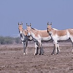 15. The Great Rann of Kutch