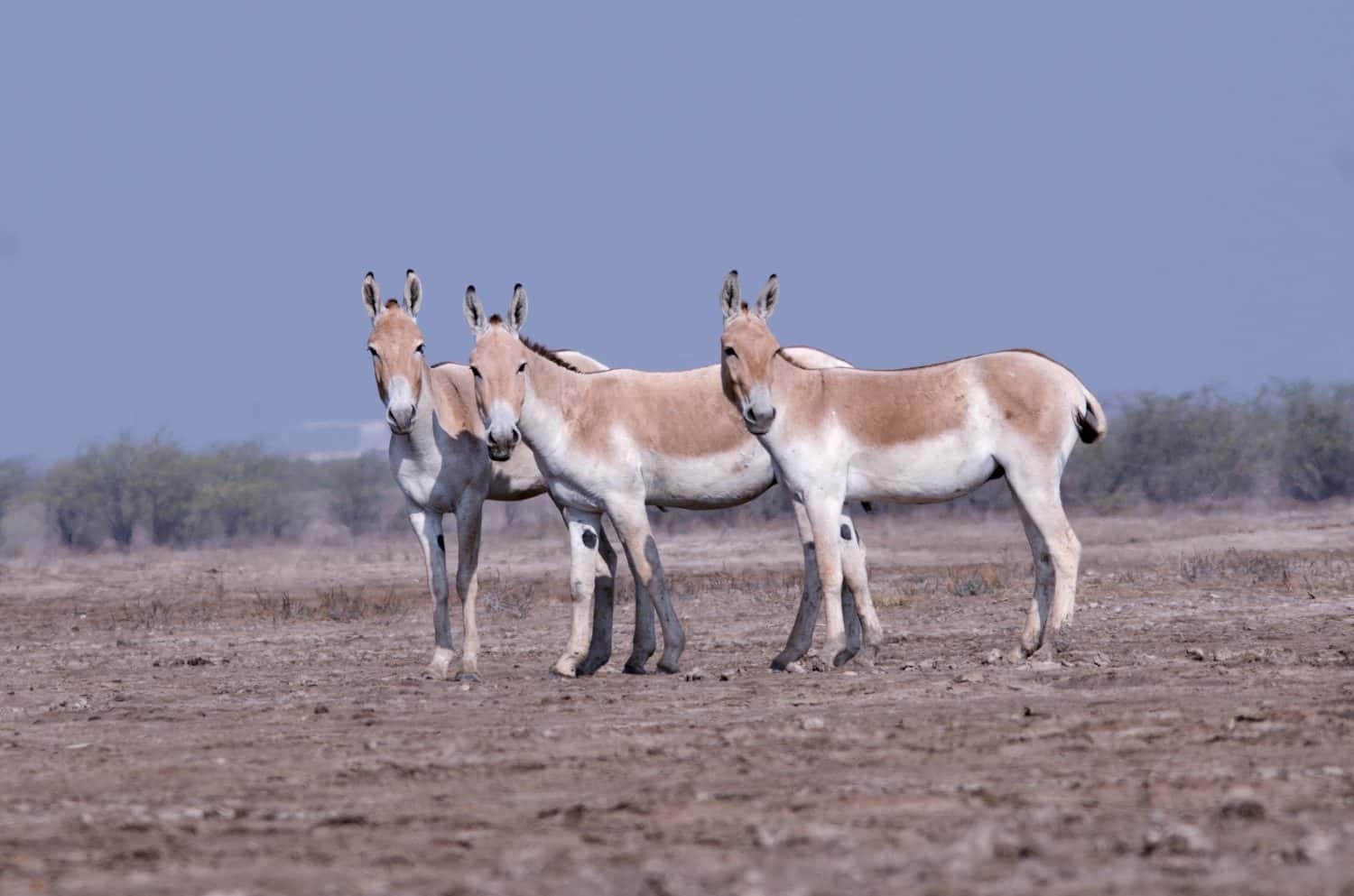 15. The Great Rann of Kutch
