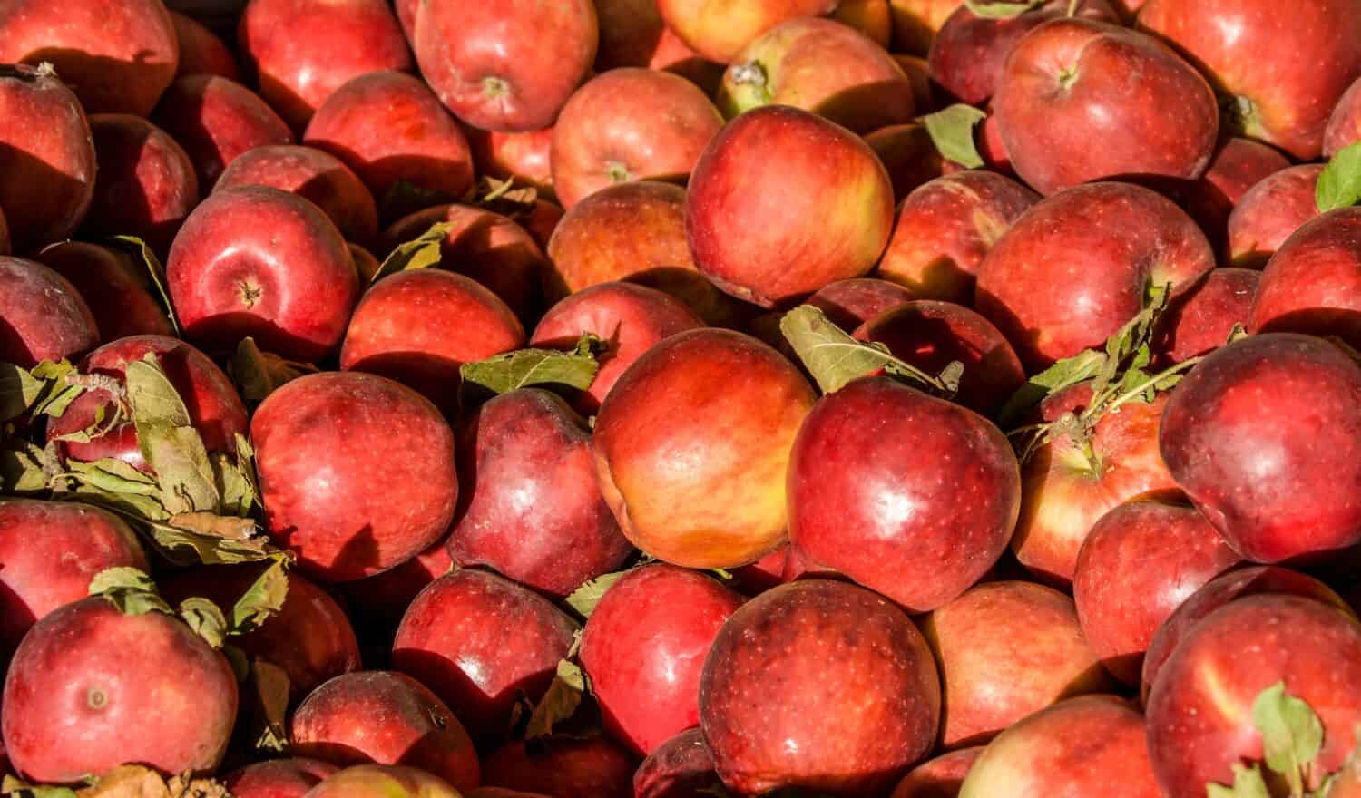 Apple Answers