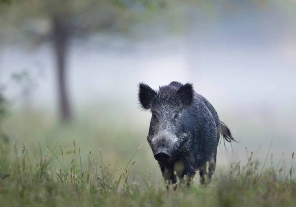 Wild boar (sus scrofa ferus) walking in forest on foggy morning and looking at camera. Wildlife in natural habitat