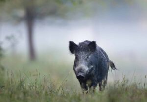 Wild boar (sus scrofa ferus) walking in forest on foggy morning and looking at camera. Wildlife in natural habitat