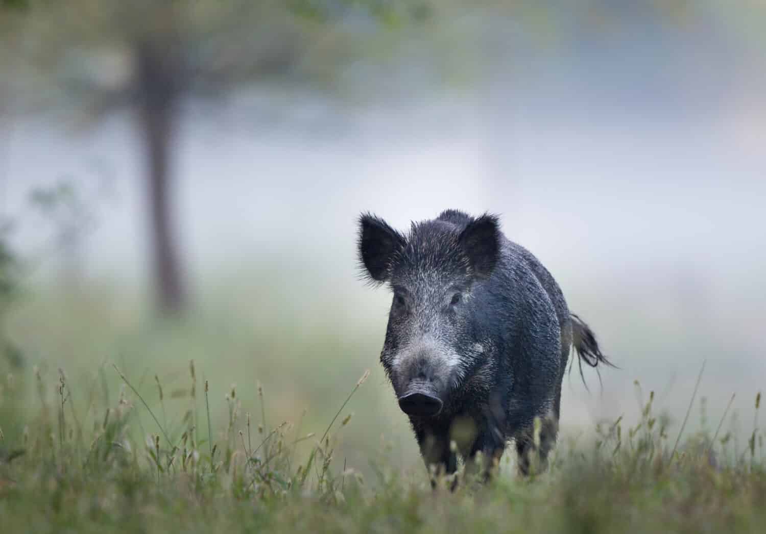 Wild boar (sus scrofa ferus) walking in forest on foggy morning and looking at camera. Wildlife in natural habitat