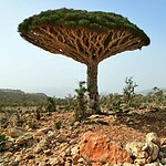 8. Socotra