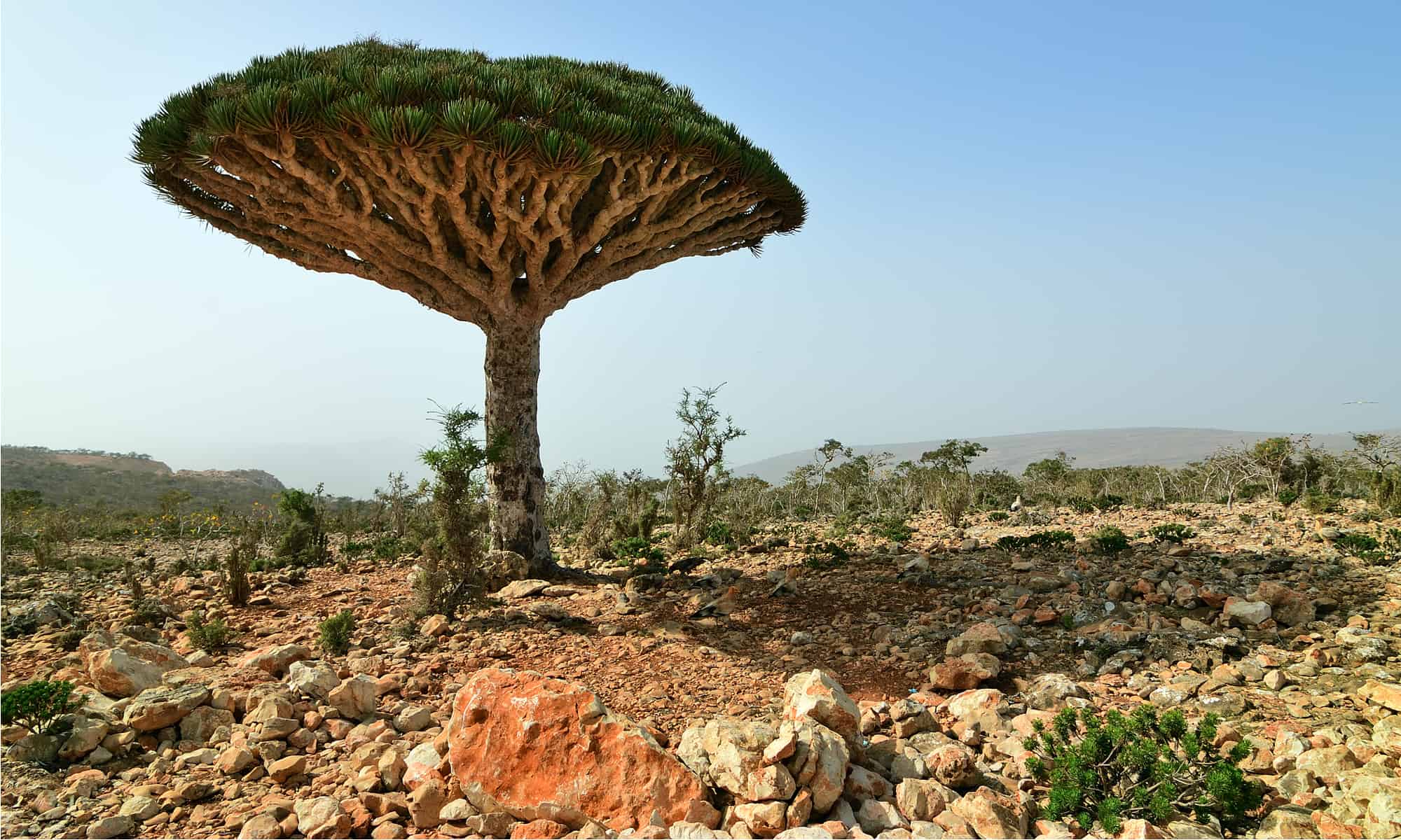 8. Socotra