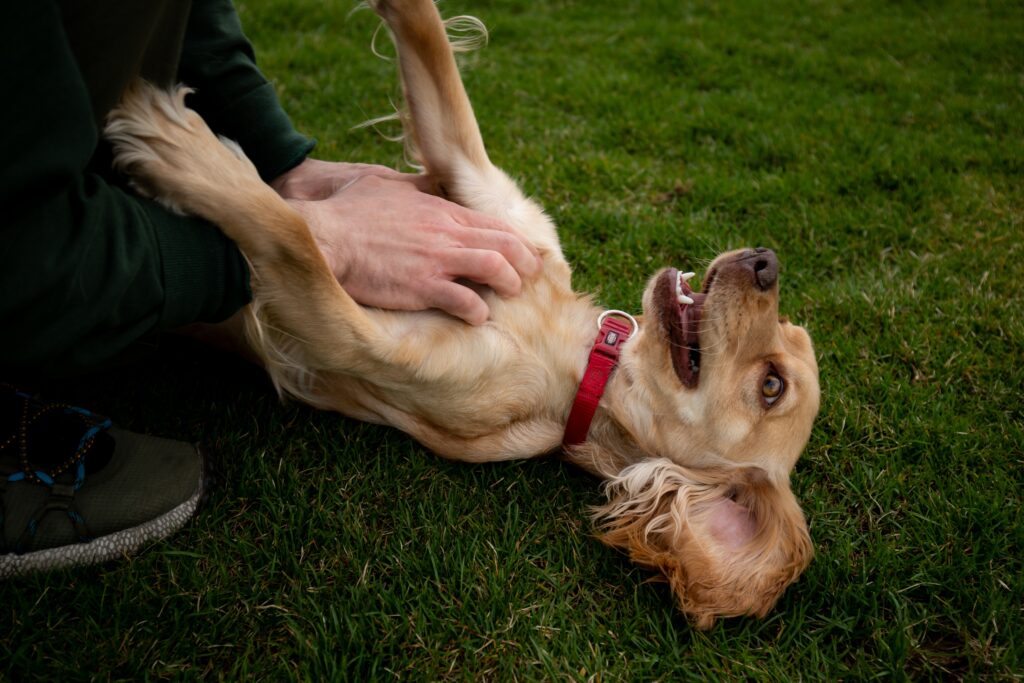 A happy cocker spaniel lies on the grass while its owner strokes its belly. A red collared cocker spaniel receives belly strokes from its owner.
