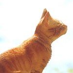 Stray