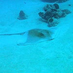 Stingrays
