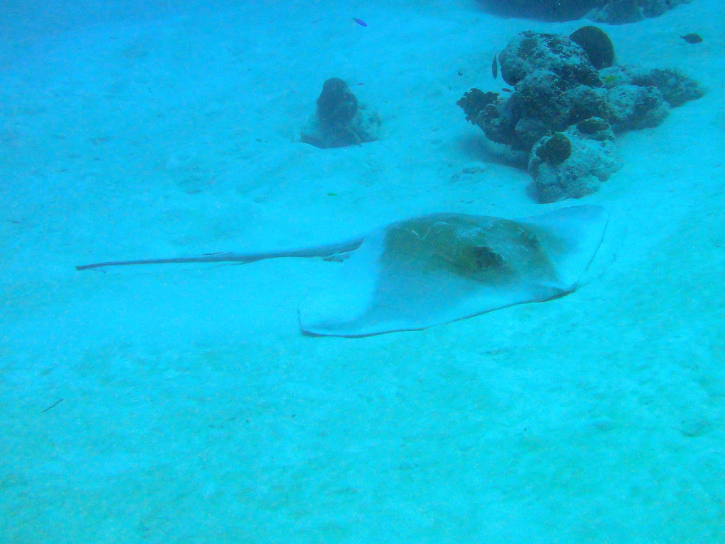 Stingrays