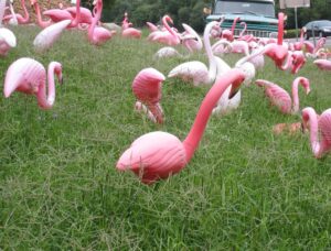 Flamingo Land