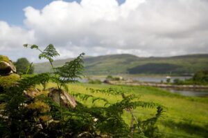 Ulva