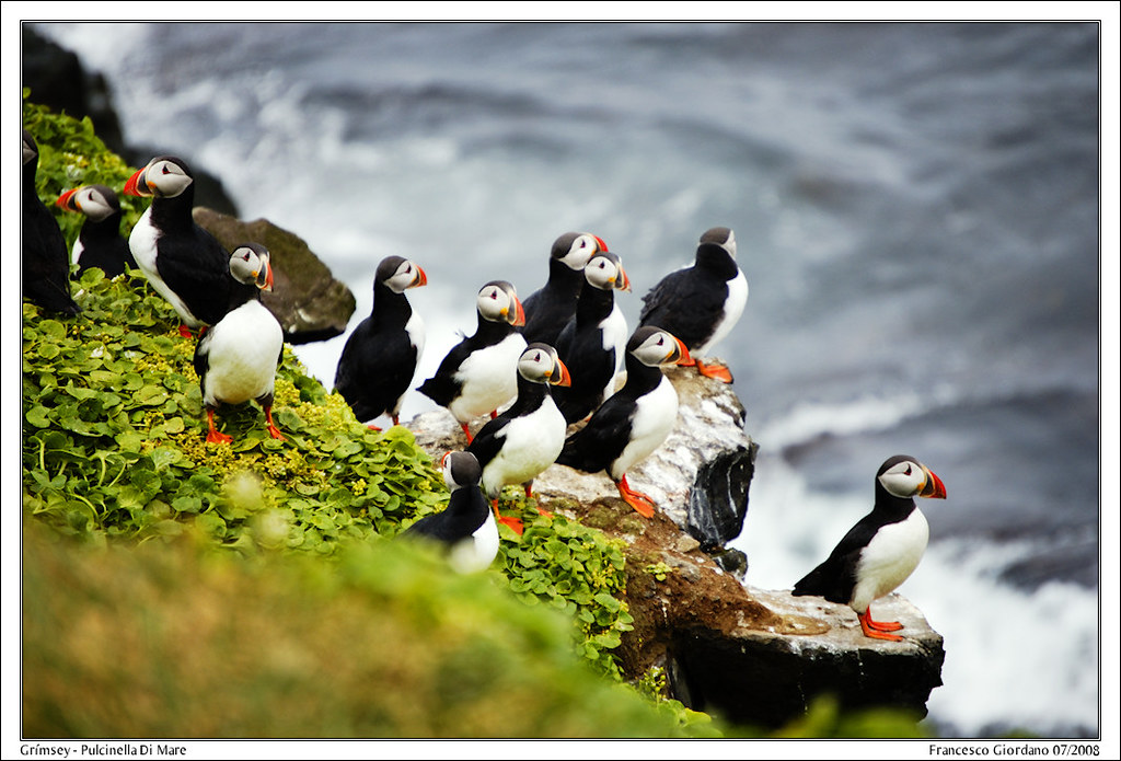 Grímsey - Pulcinella di Mare / Puffins