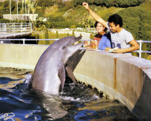 Los Angeles California - Dolphin performing at Marineland of the Pacific 1973 ..