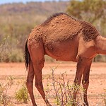The U.S. Army Never Had a Camel Corps
