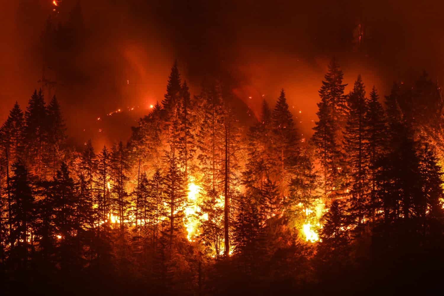 Camp Fire - 2018