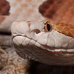 Hate Snakes? These States Have the Most Copperheads
