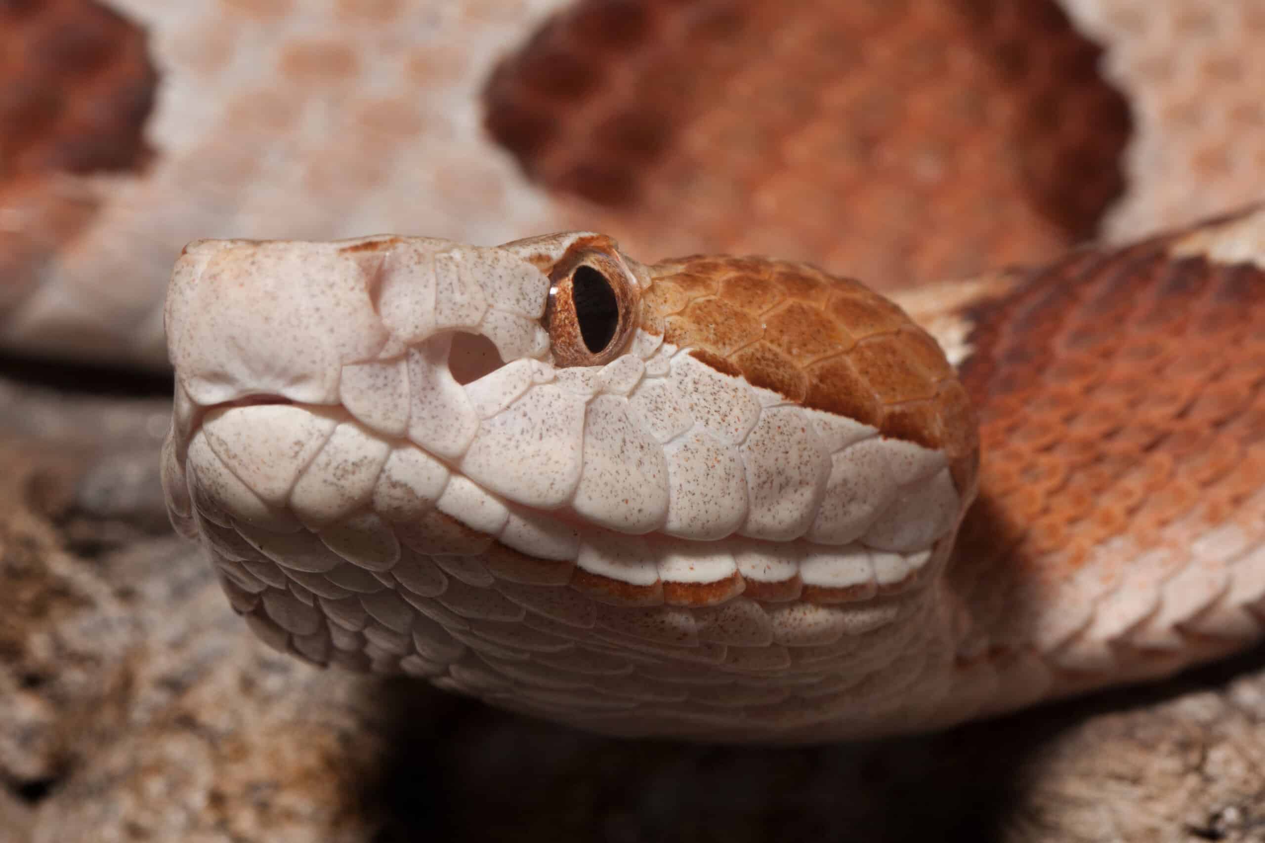 Hate Snakes? These States Have the Most Copperheads