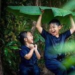 Banana Leaves Used as Umbrellas in Southeast Asia