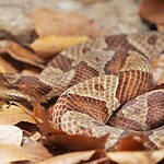 Pennsylvania