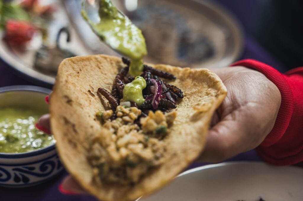 Chinicuiles and escamoles, Insects, typical Mexican food, which can be accompanied with sauce and tortilla as a taco