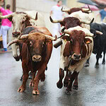 Running of the Bulls (Spain)