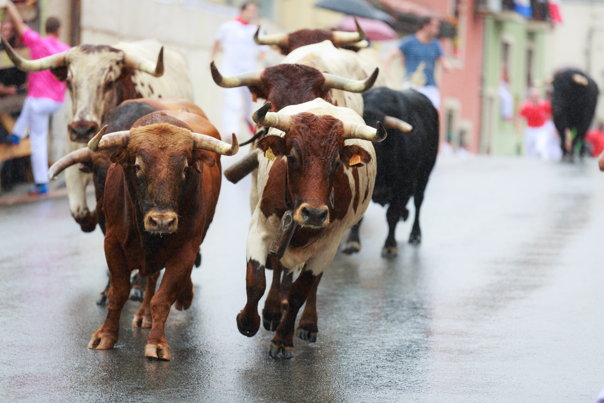 Running of the Bulls (Spain)