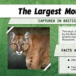 The Record Was Based on Skull Size, Not Weight