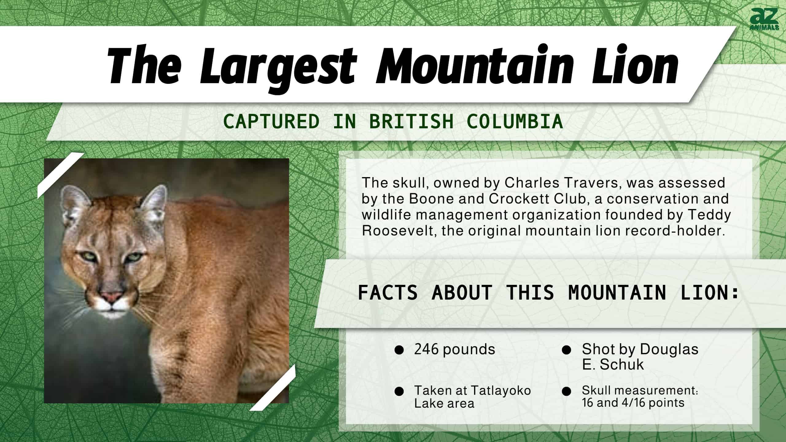 The Record Was Based on Skull Size, Not Weight