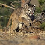 Mountain Lions Are Highly Territorial