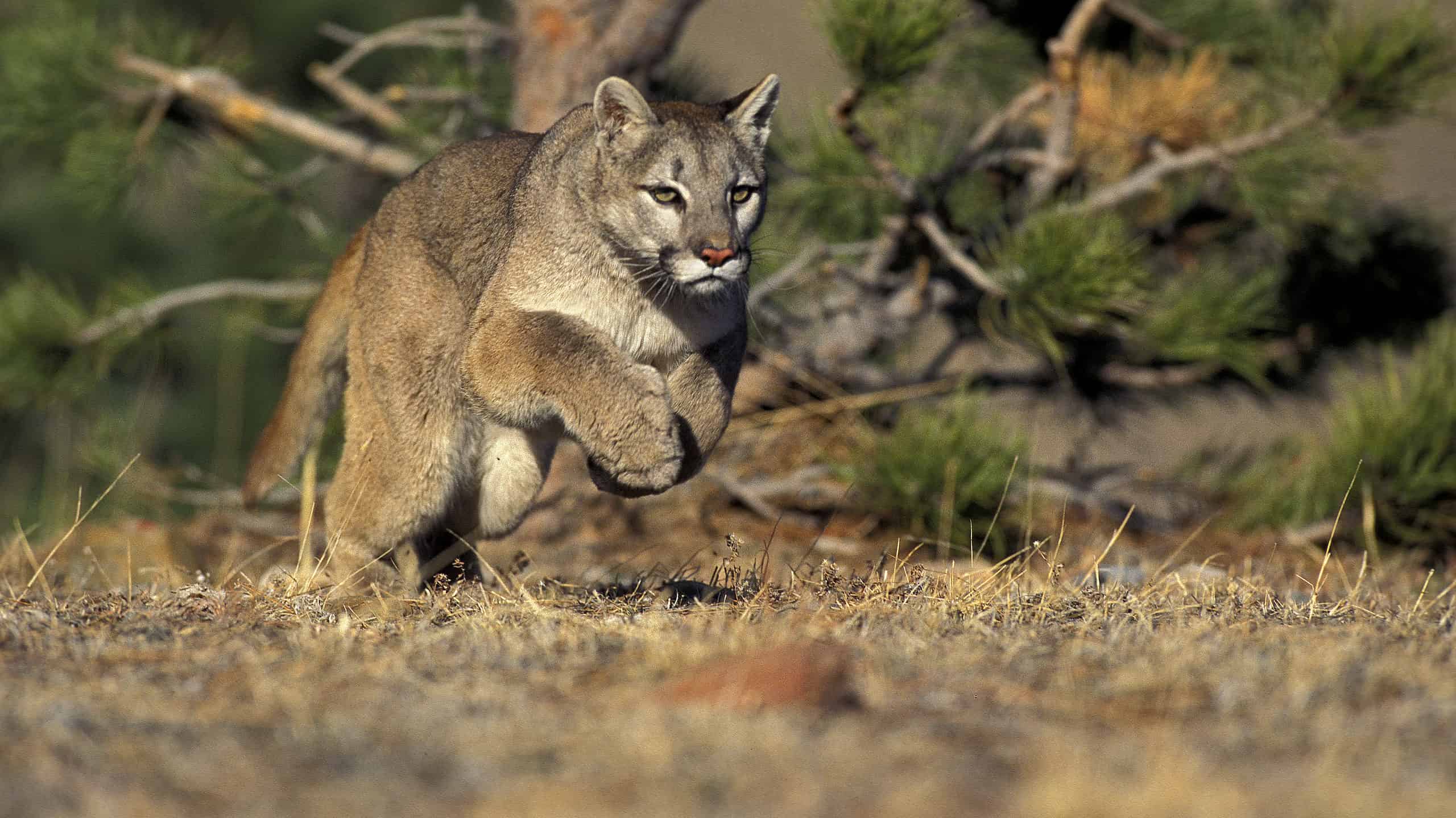 Mountain Lions Are Highly Territorial