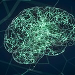 Adults Can’t Grow New Brain Cells